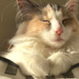 Meet your Posher, Mia